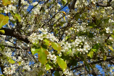 DSC_7211 (Large).JPG